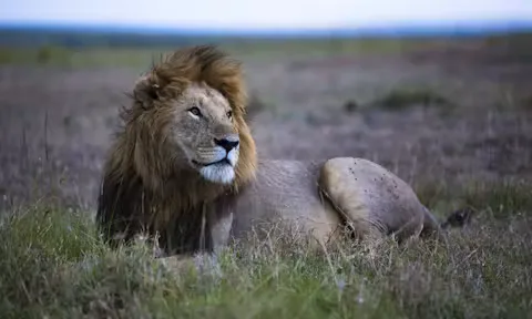 Lion resting in the Maasai Mara, Kenya