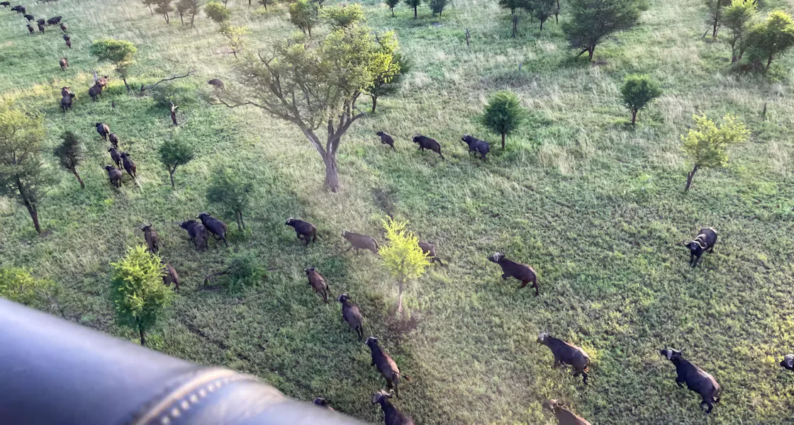 Aerial view of a buffalo herd moving across the Serengeti savanna