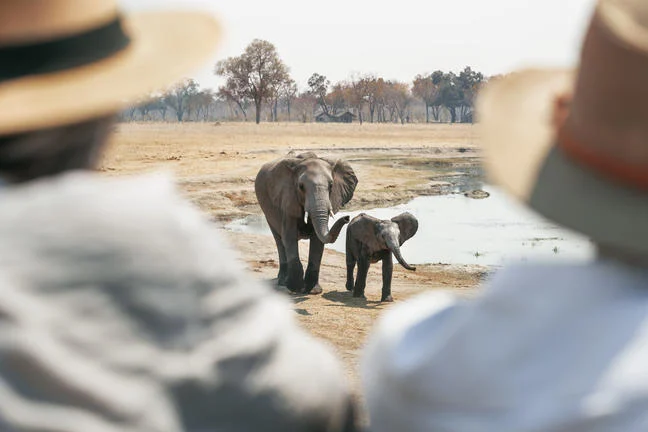 Wilderness Davison's camp in Hwange National Park