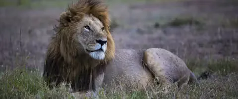 Male lion in the Maasai Mara, Kenya