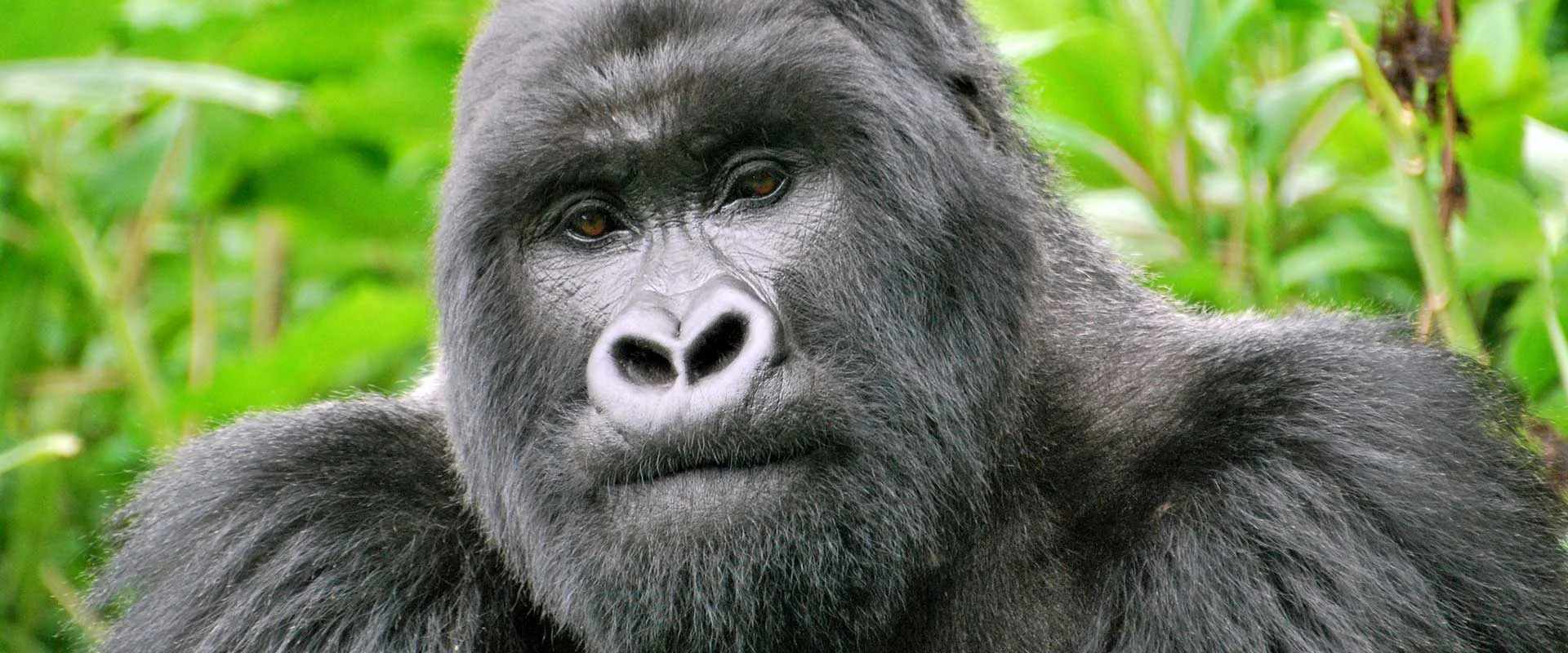 A mountain gorilla in Volcanoes National Park, Rwanda