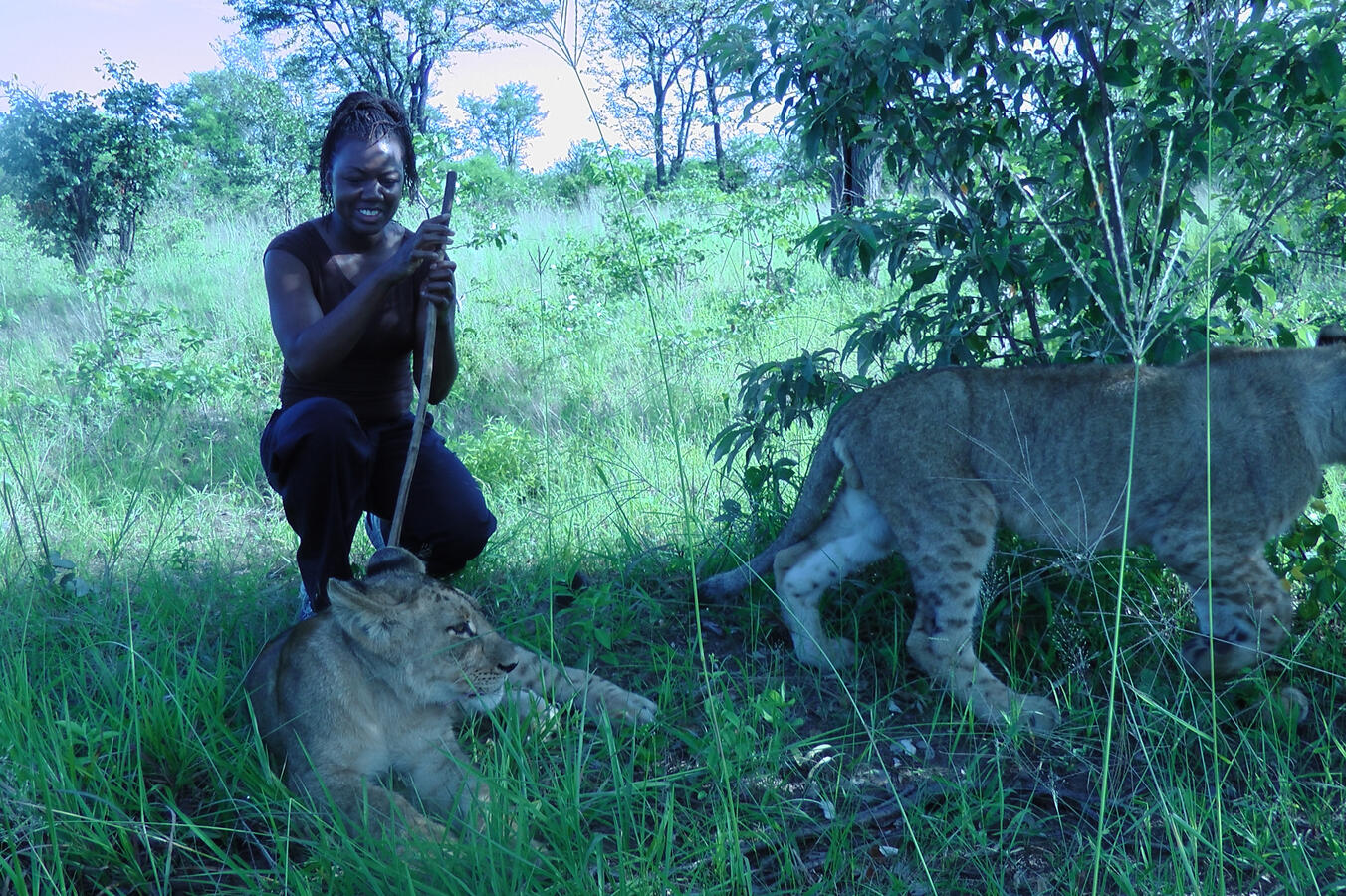 Dr. Williams laughing while walking with lions in the bush
