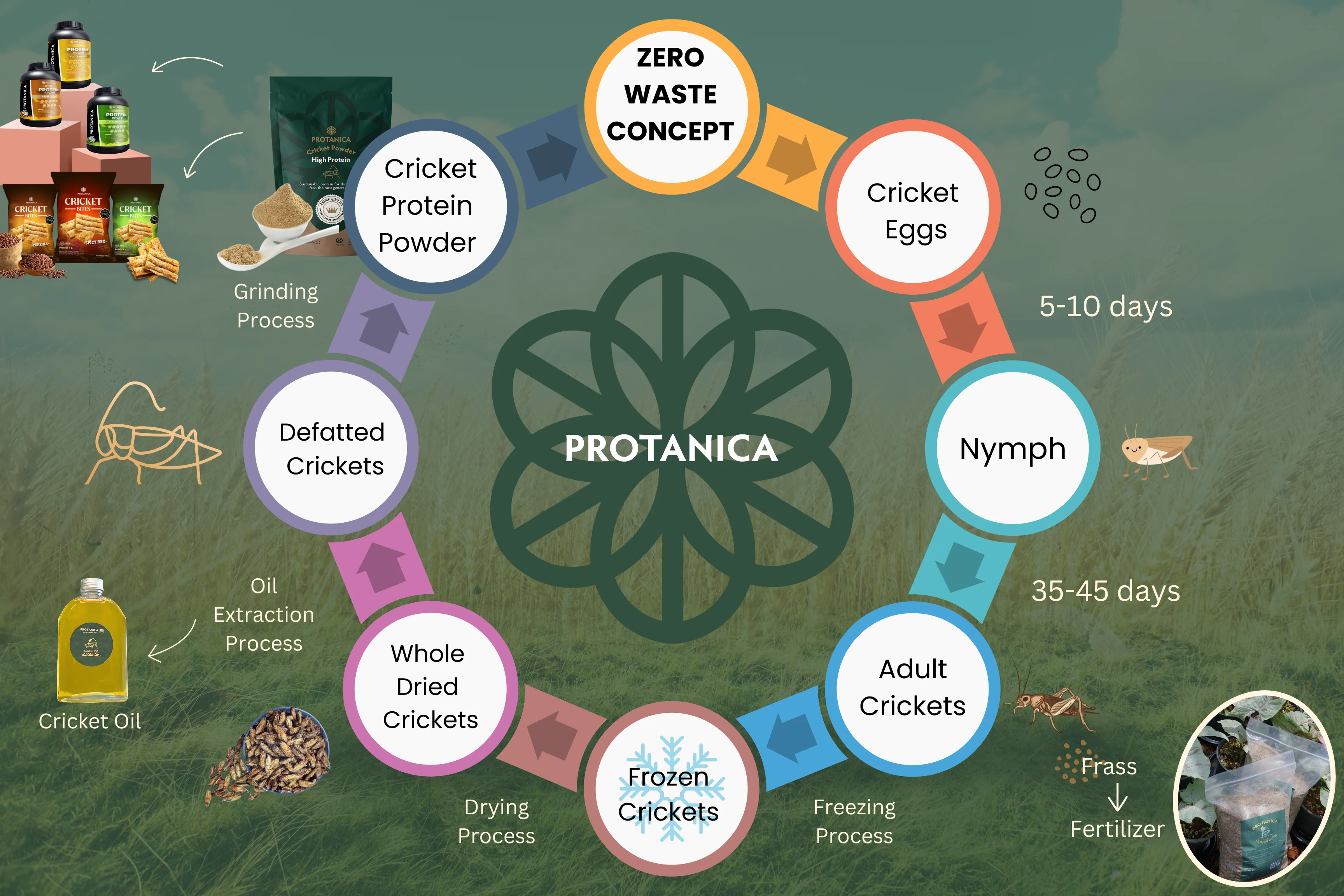 Protanica cricket - zero waste concept chart