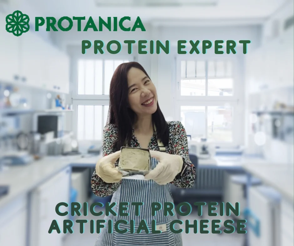 Cricket Protein Cheese