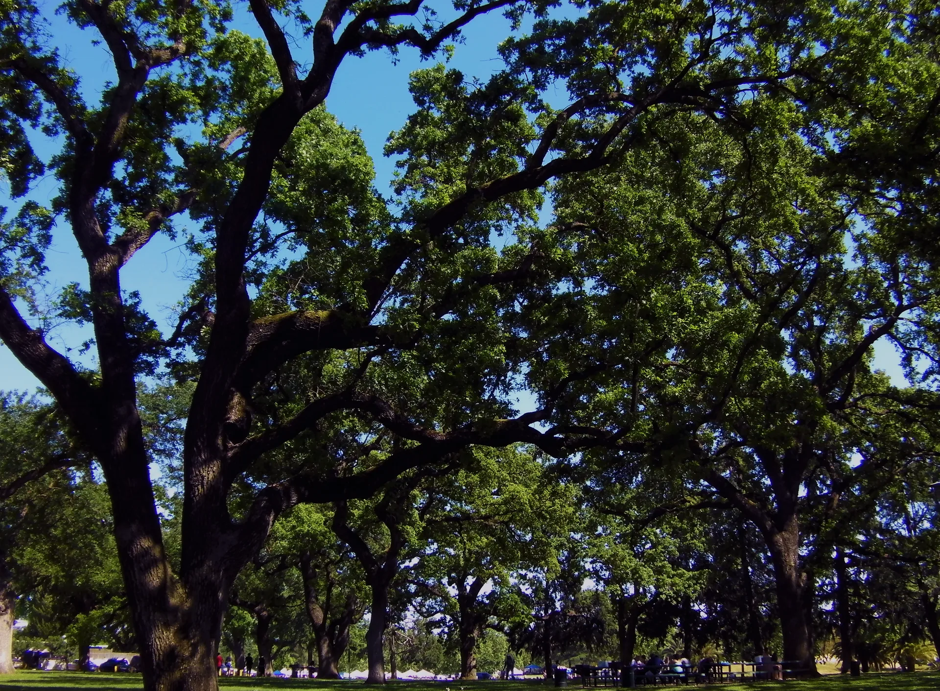 Valley oaks shading Elk Grove Park in Elk Grove, California, near Laguna Ridge