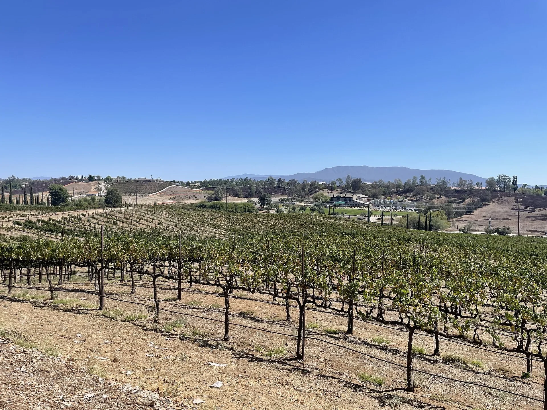 Vineyard rows in Temecula Valley wine country with hills on the horizon