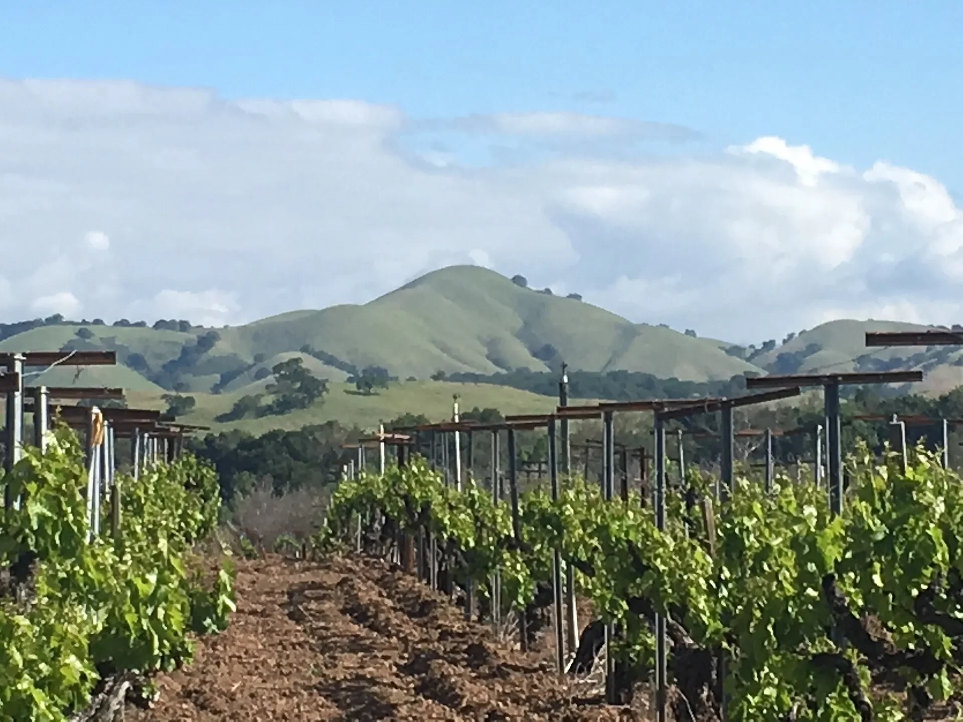 Vineyard rows below Lions Peak near Gilroy, California