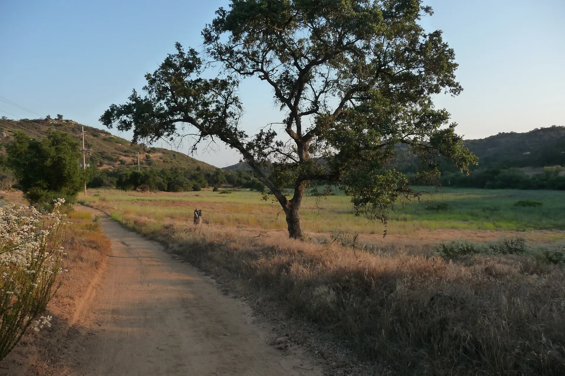 Oak tree beside a dirt trail through green fields and hills in Valley Center, near Park Circle