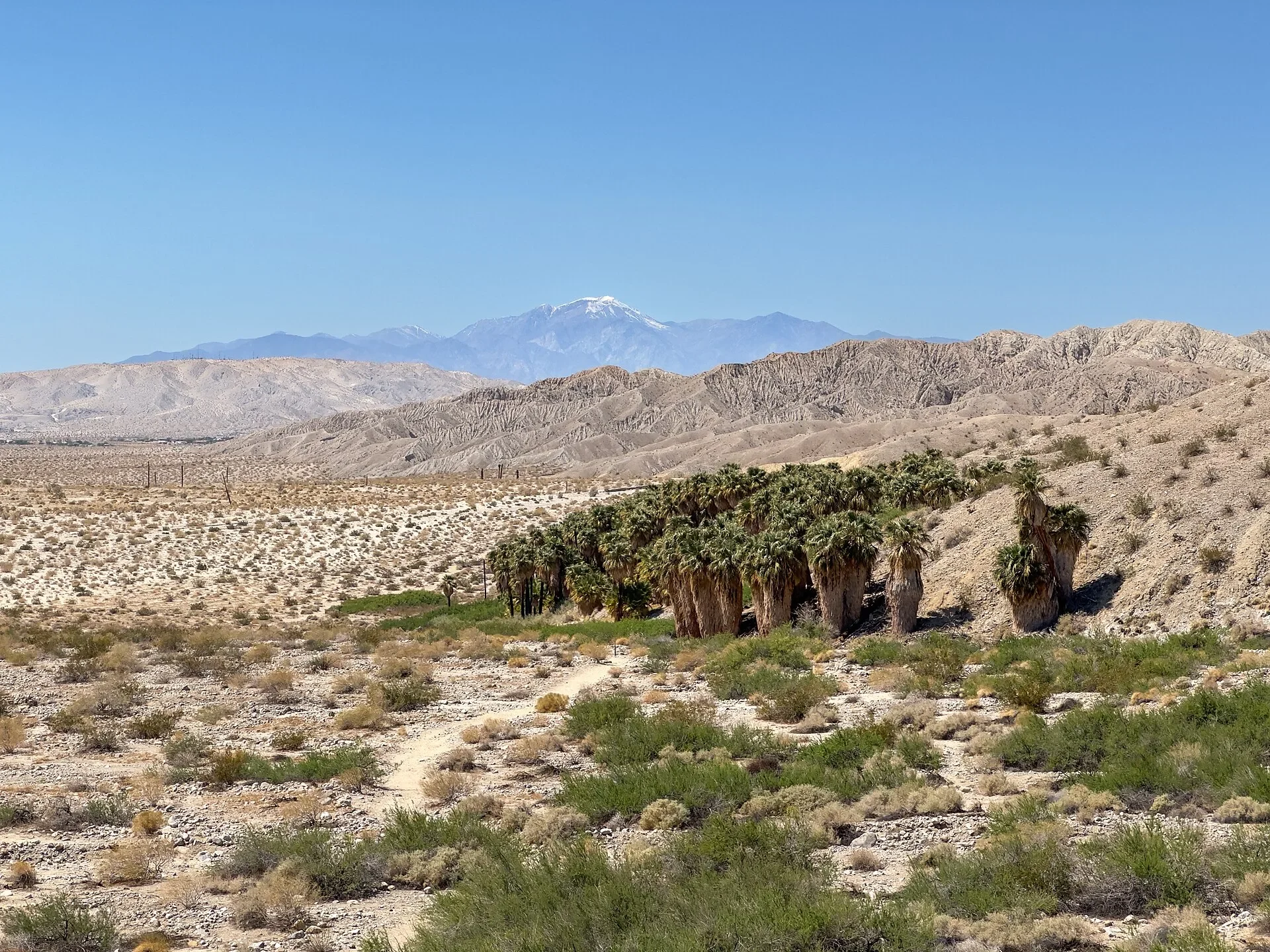 Fan palm oasis in the Indio Hills with San Gorgonio Mountain on the horizon, north of Indio