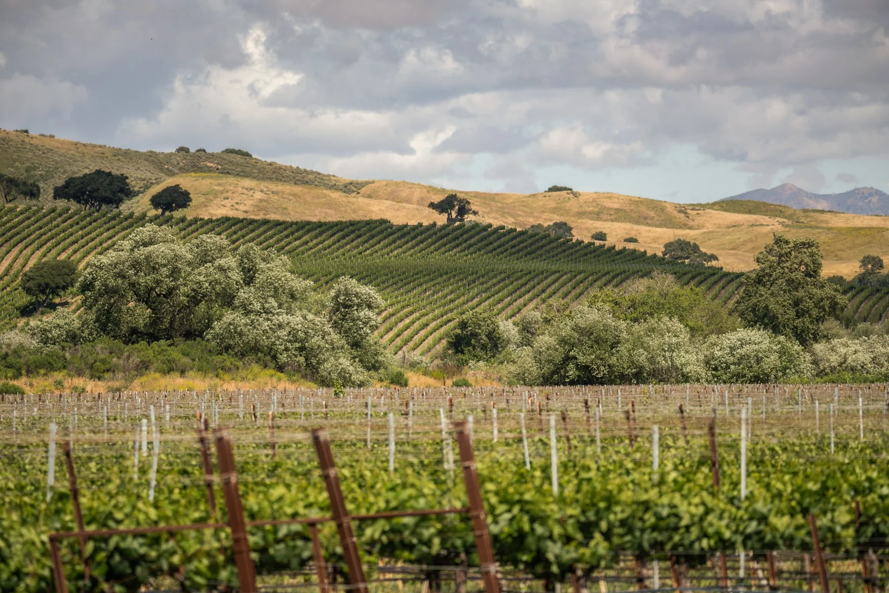 Vineyard rows across the hills of Los Alamos in Santa Barbara wine country