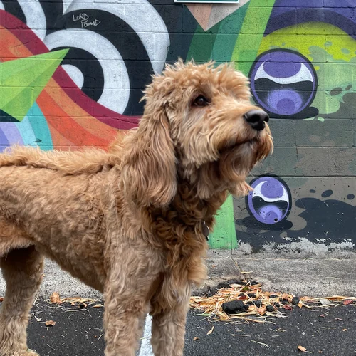 Thea, the Birdsmouth Design-Build team dog