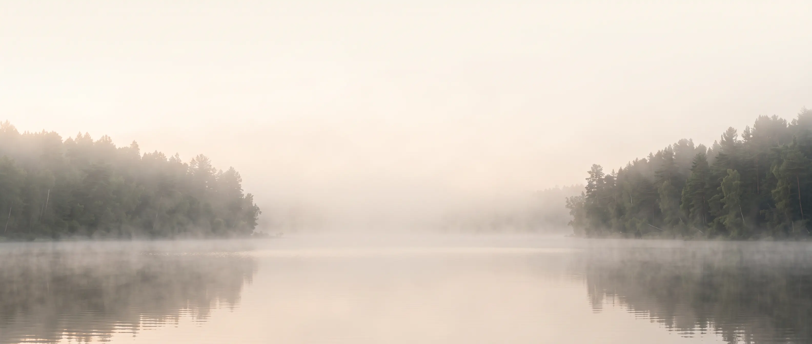 A misty lake surrounded by pine trees at dawn