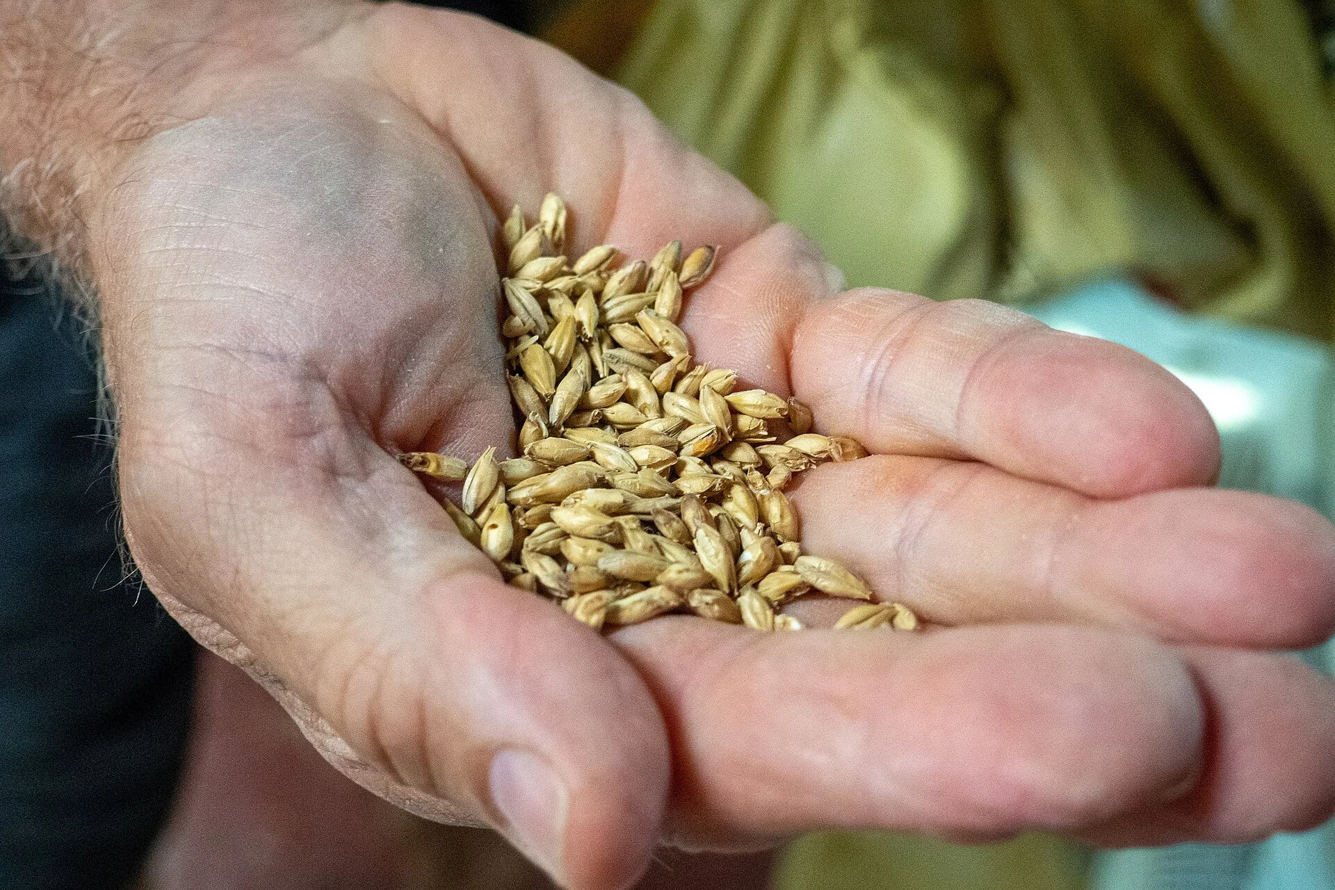 Illustrative photograph: Carapils Malt for Brewing