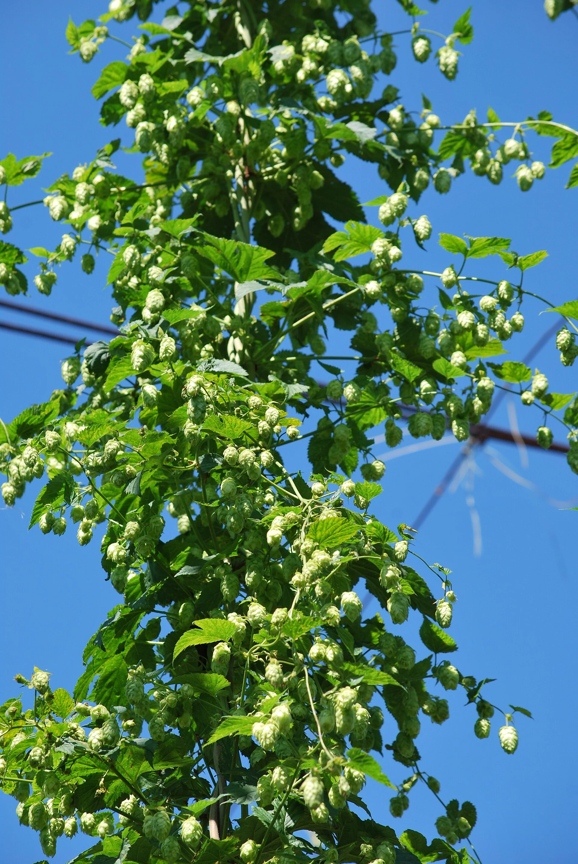 Illustrative photograph: Hops for beer