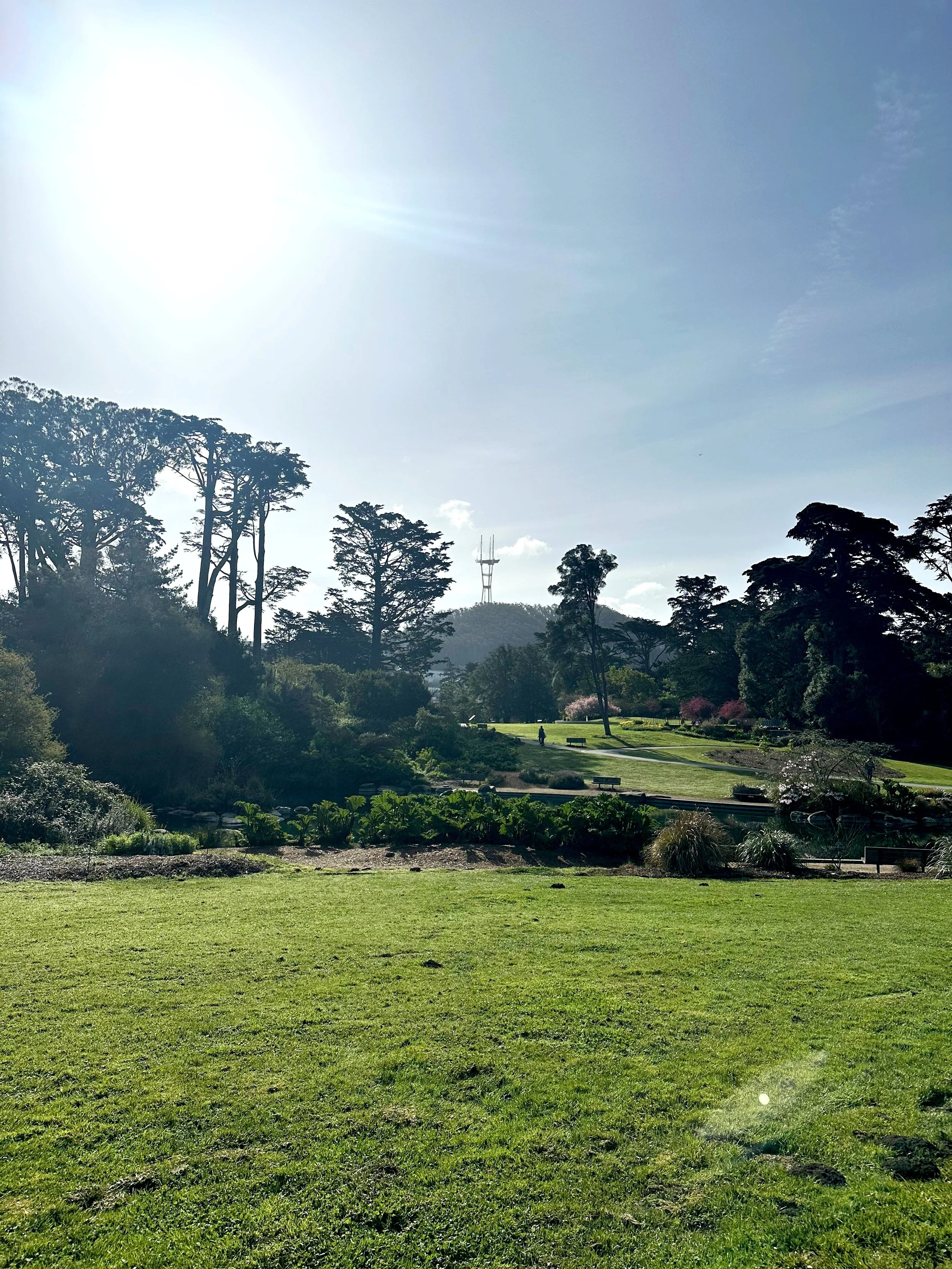 View of Sutro Tower from the San Francisco Botanical Gardens