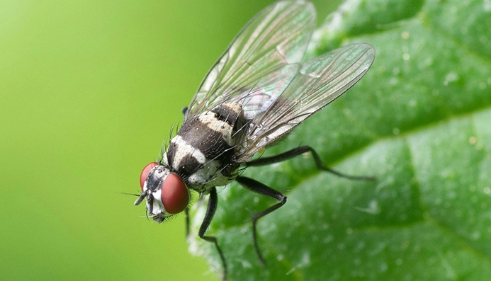 Commercial pest control protects Austin facilities from flies and other pests