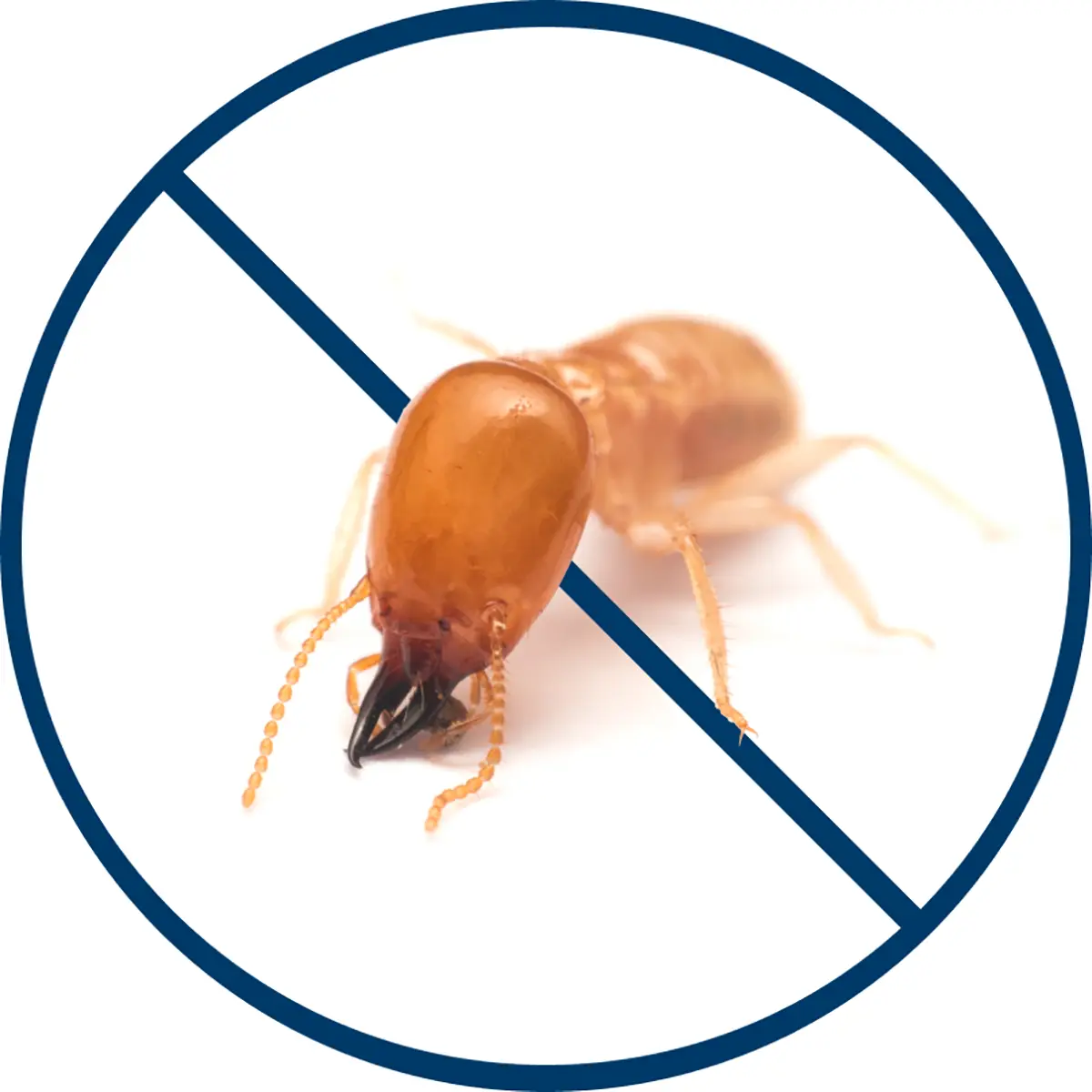 Termites