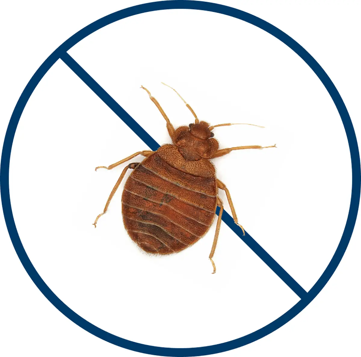 Bed Bugs