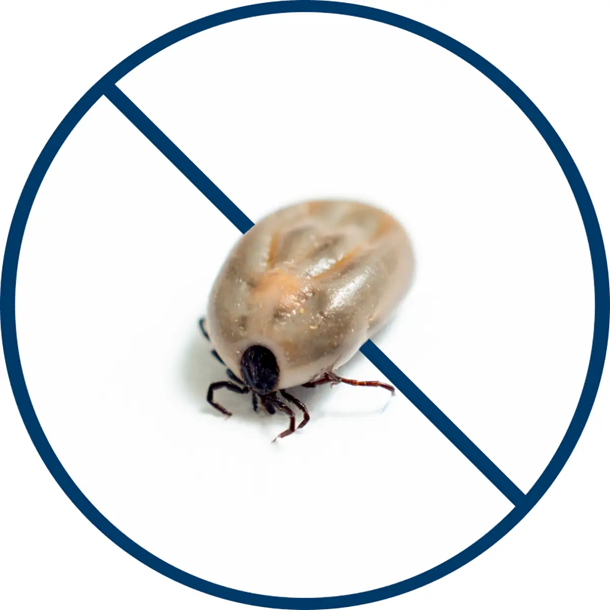 Fleas Ticks