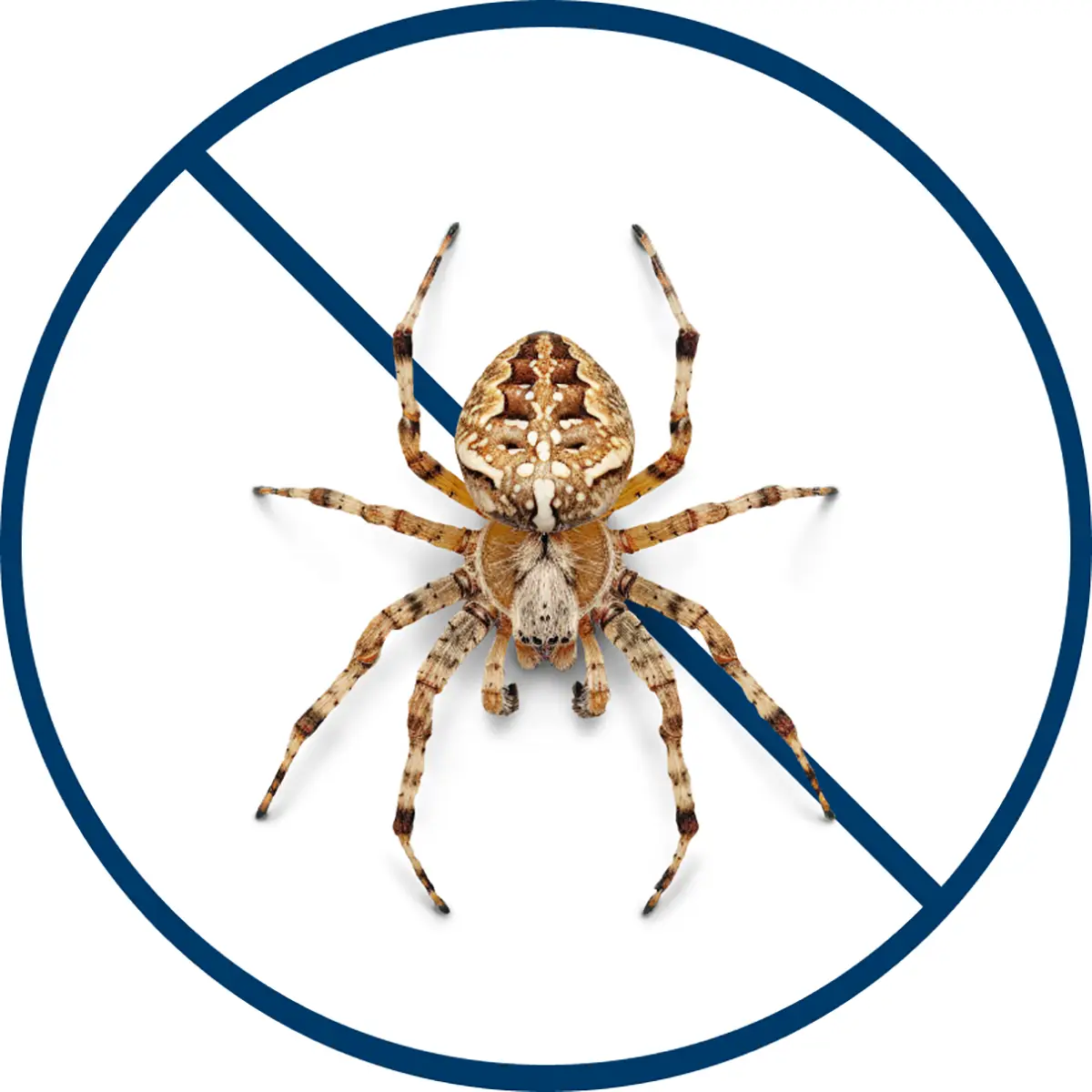 Spiders