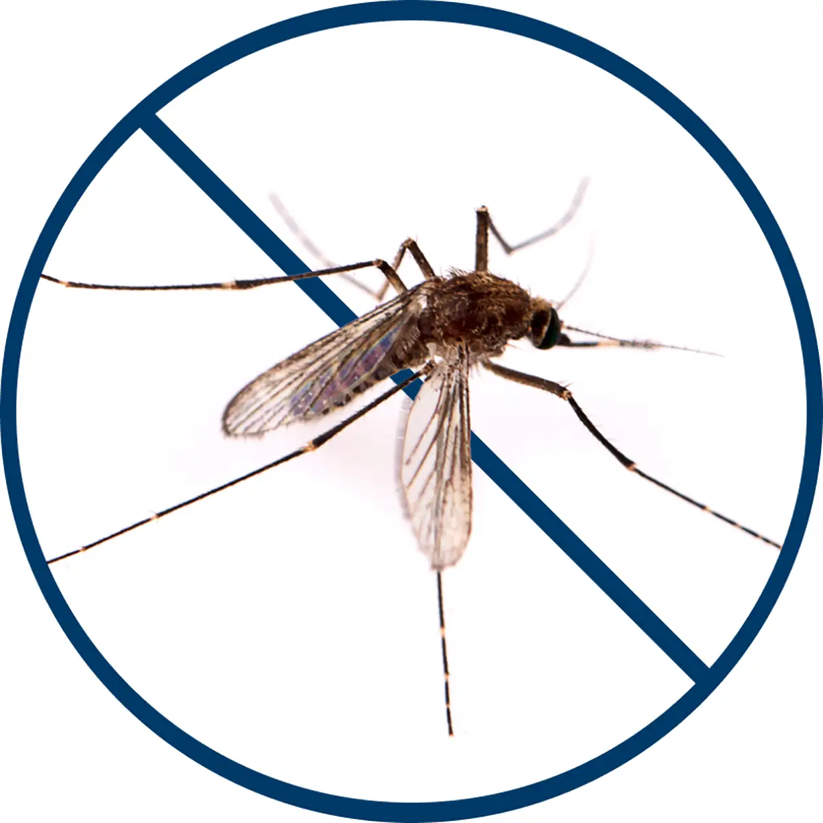 Mosquitos