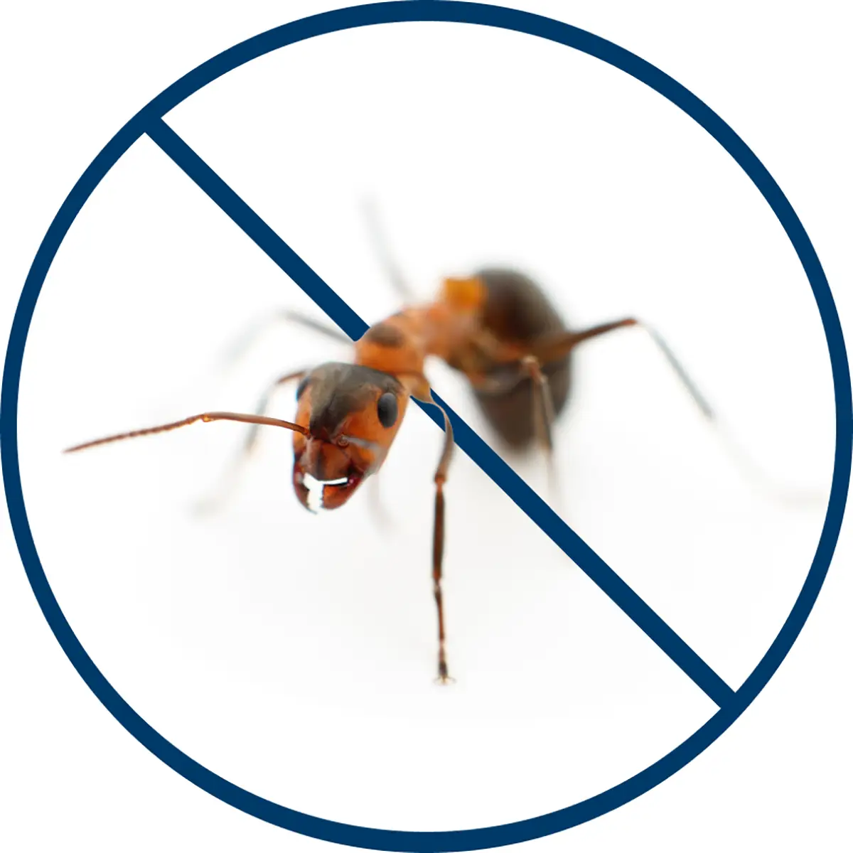 Ants