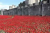 poppies