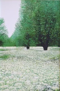 bigcowparsley
