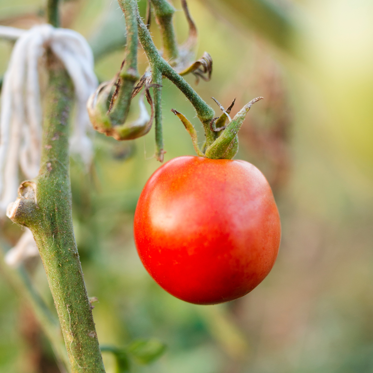 Tomato Hybrid: Buy Premium Ozone-Treated Hybrid Tomatoes | Pluckk