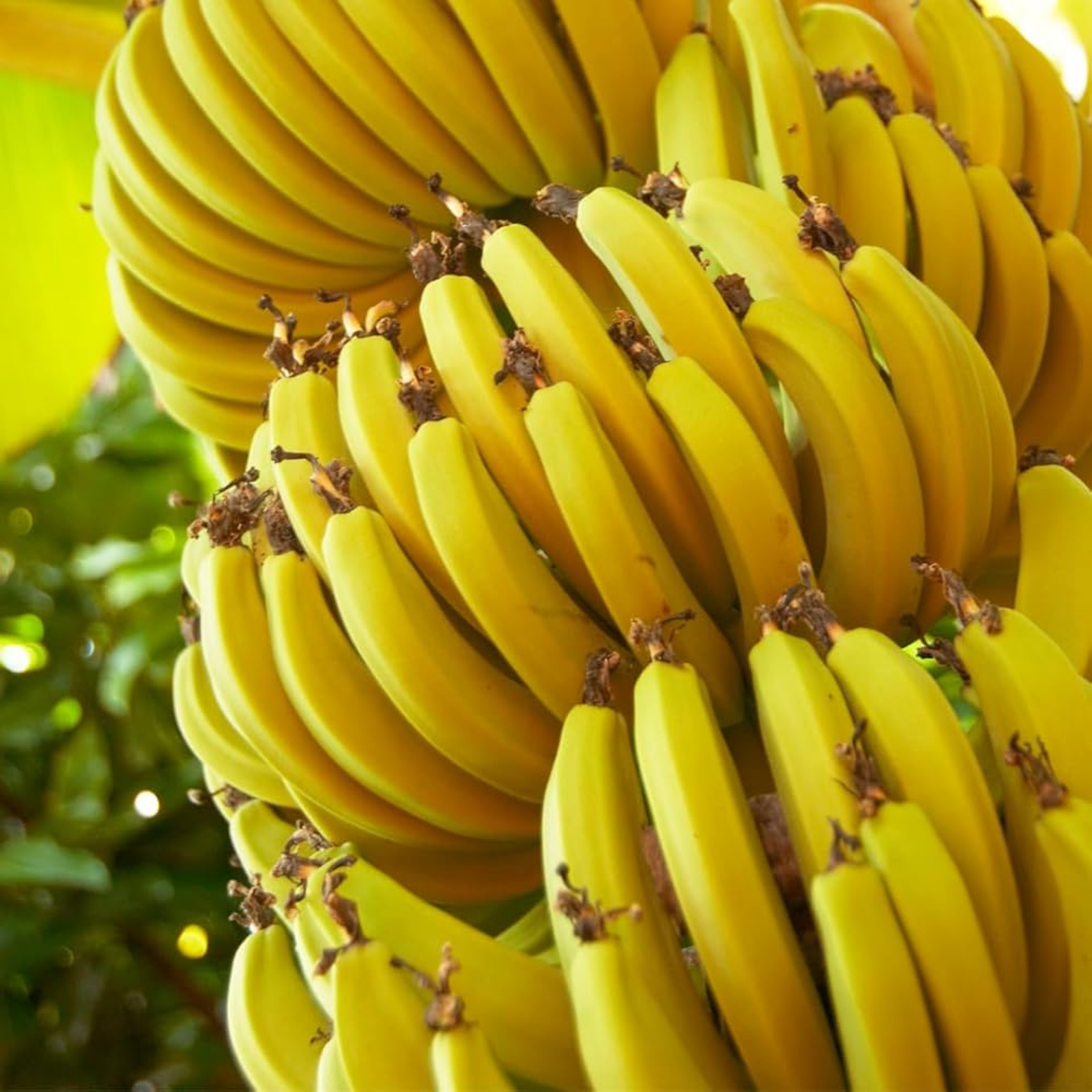 Nendram banana