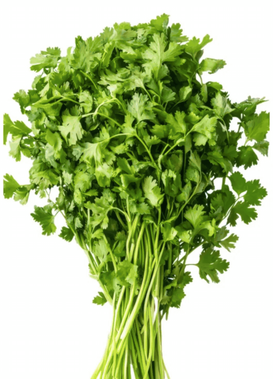 Coriander [Dhaniya Patta]gif