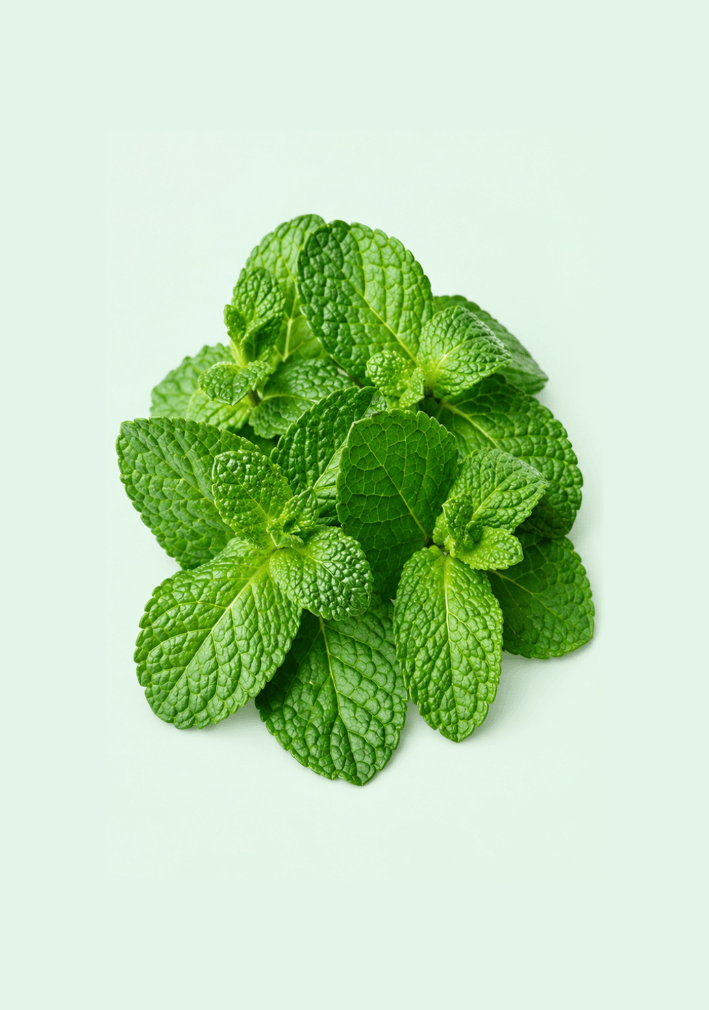 Mint Leaves gif
