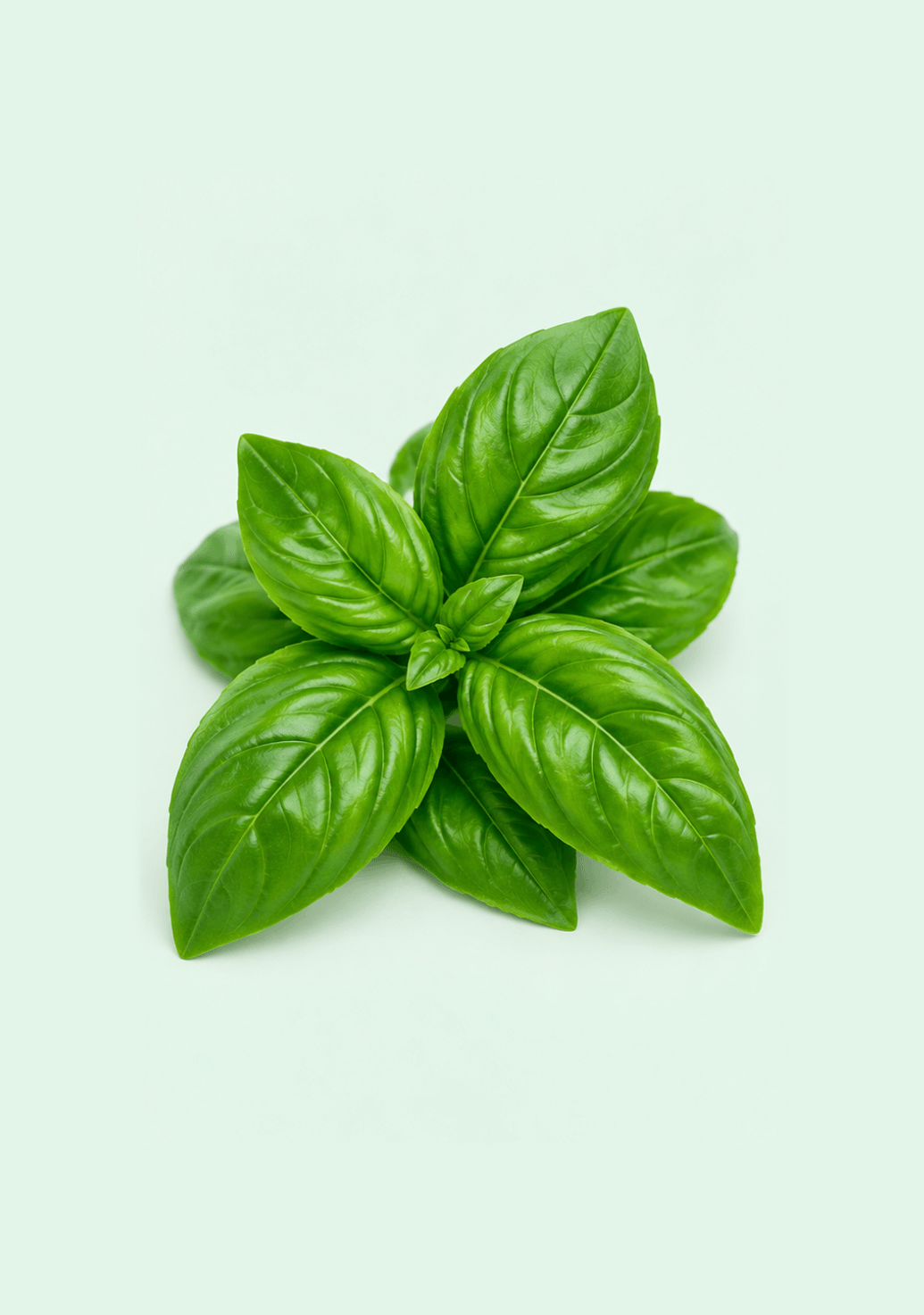 Basil Leaves gif