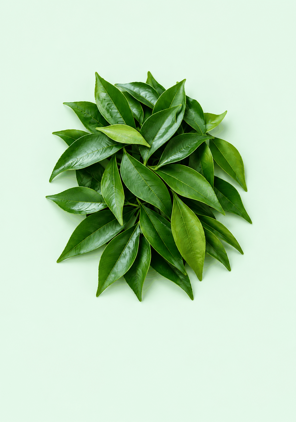 Curry Leaves Gif