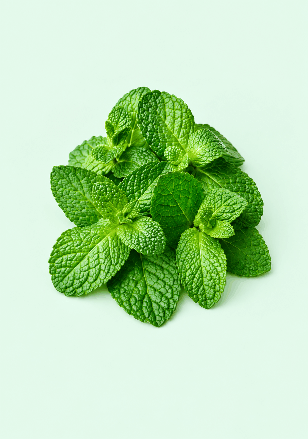 Mint Leaves gif