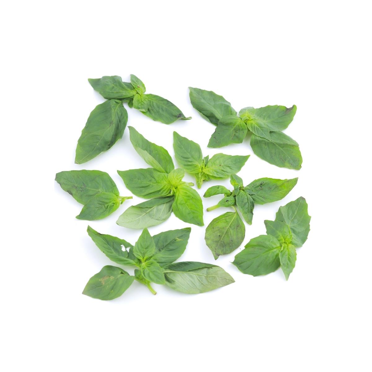 Buy Basil Leaves Online Heart Friendly Veggies From Pluckk