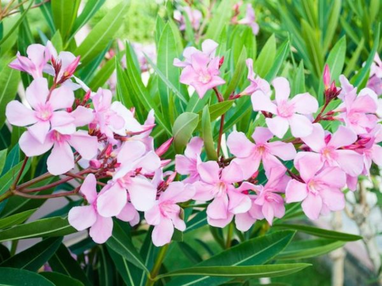 Nerium Oleander is Toxic, Do NOT Touch | Plugon