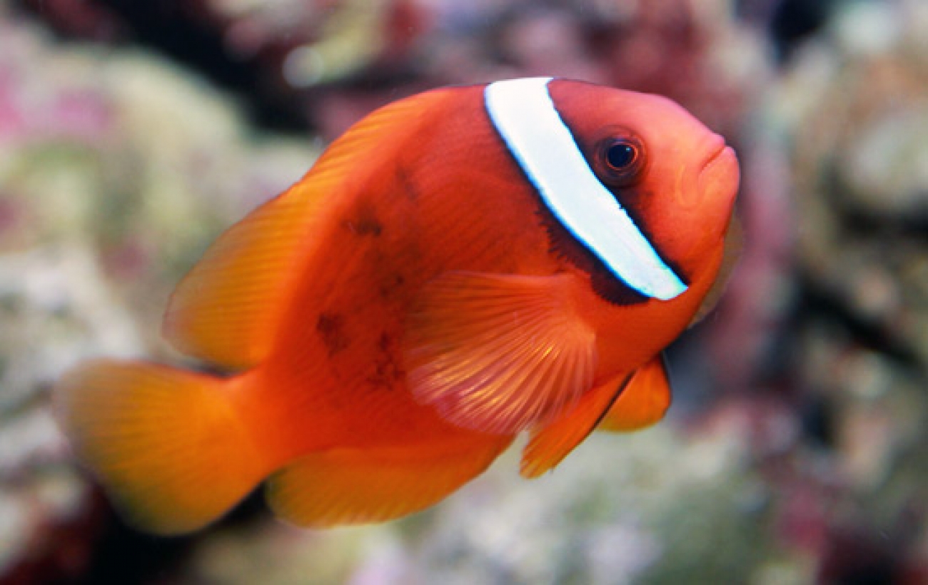 clown fish