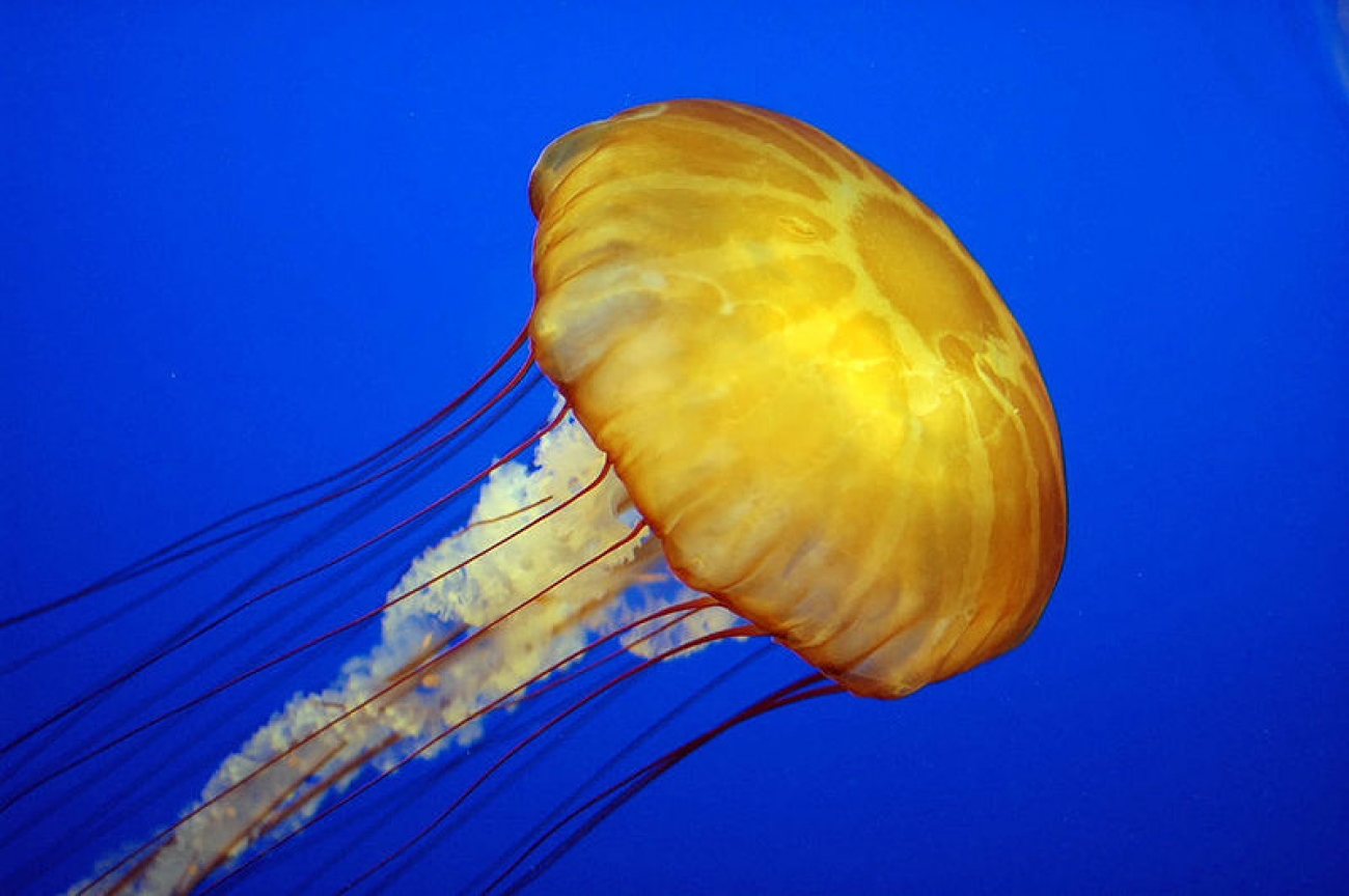 Jellyfish A Pacific sea nettle Plugon