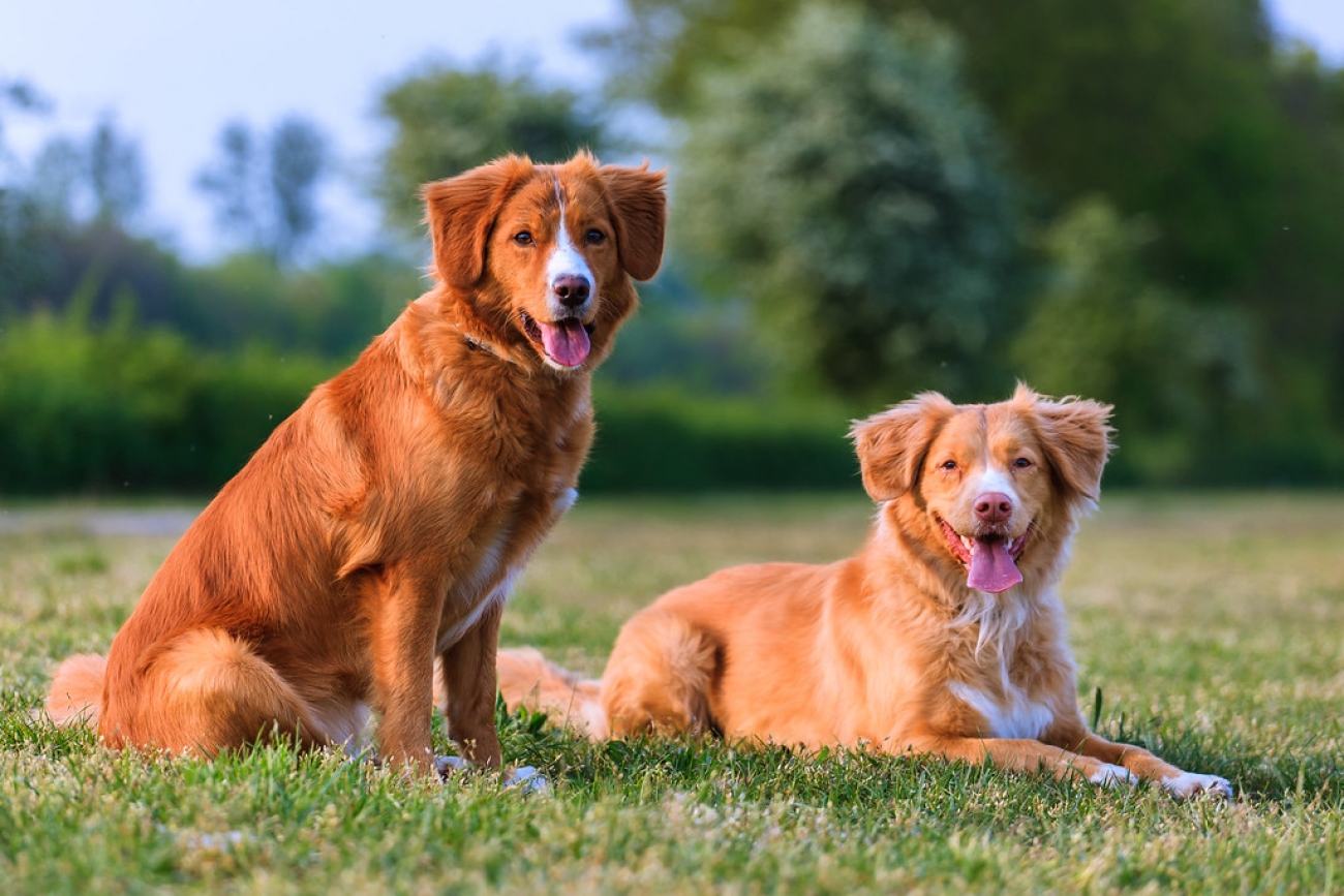 nova scotia duck tolling retriever breeders