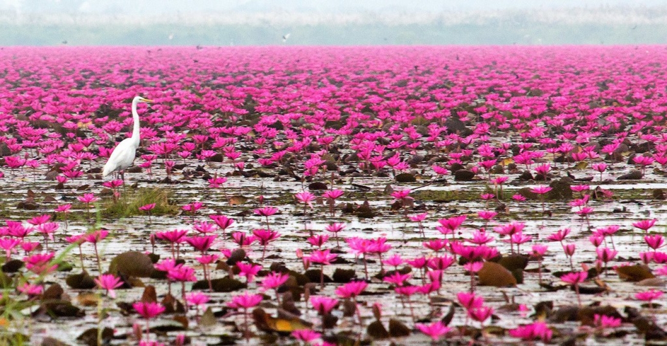 Red Lotus Lake, Thailand | Plugon