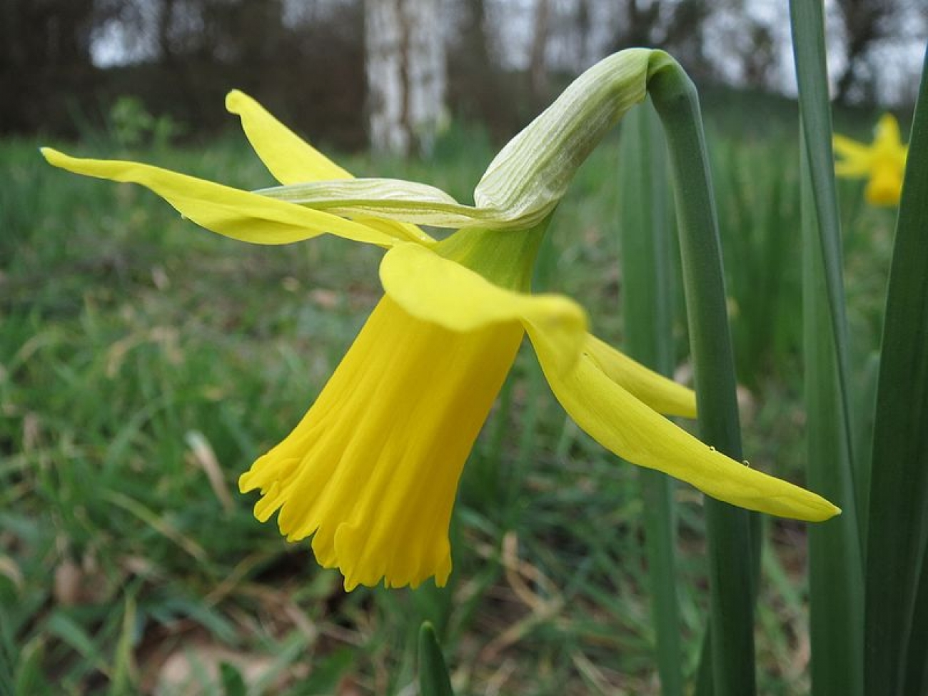 Daffodils Flower Information Wikipedia | Best Flower Site