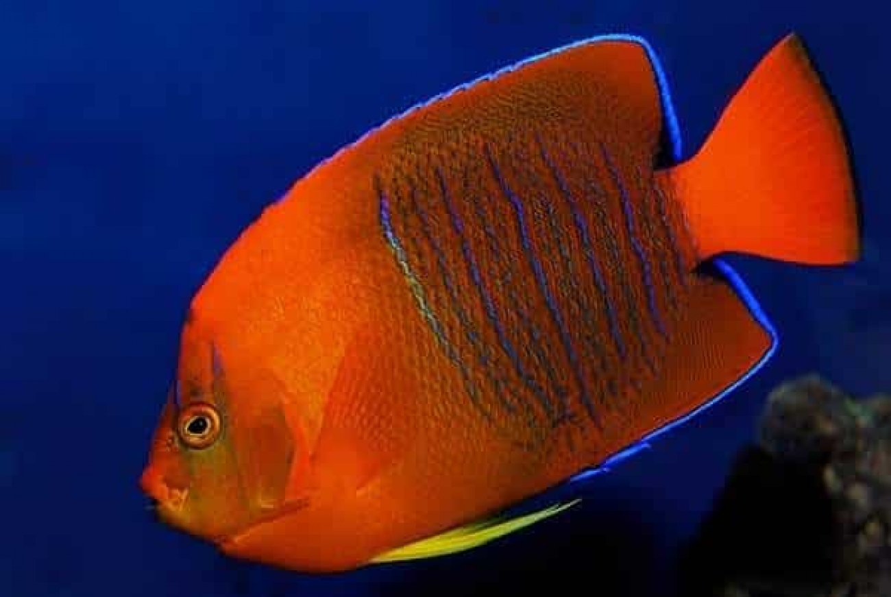 Clarion Angelfish