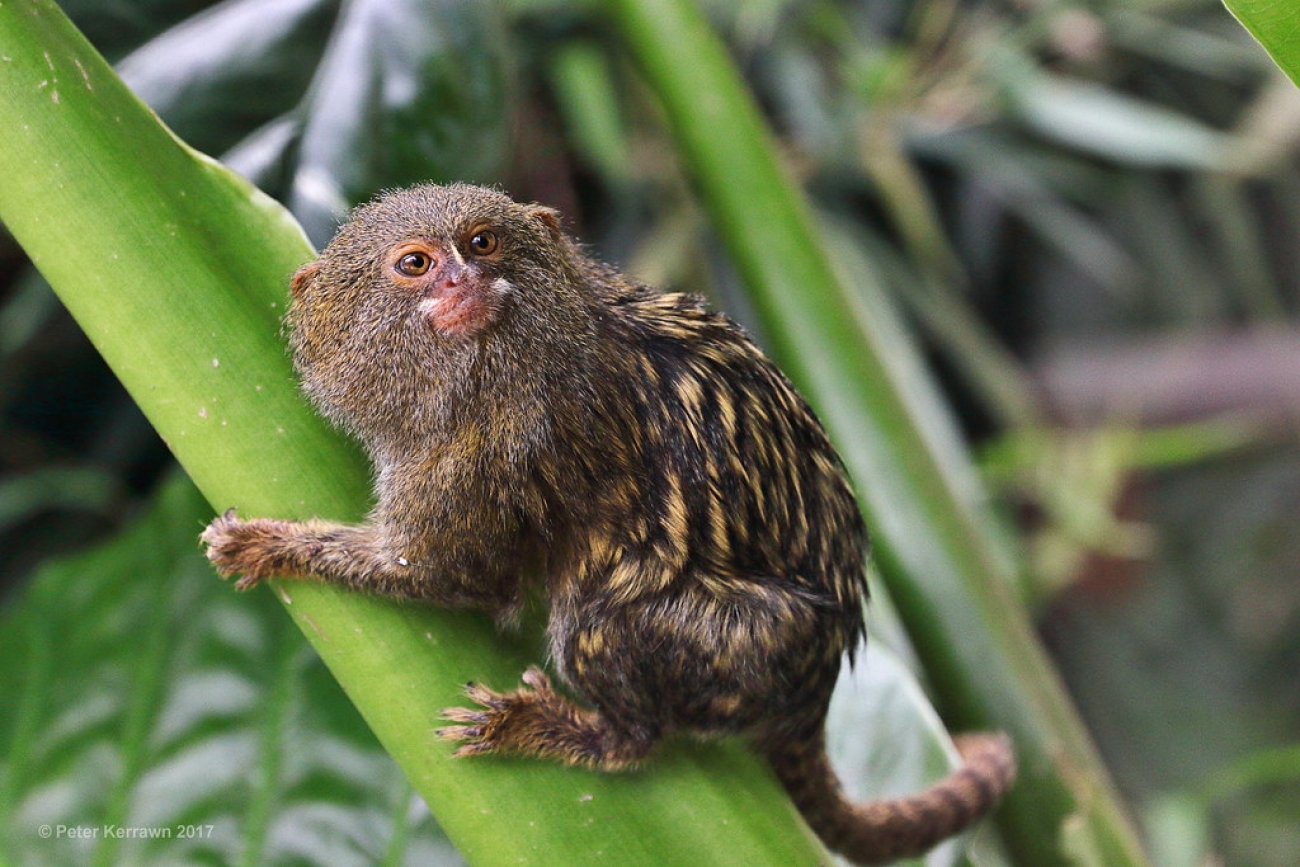 pygmy marmoset toy