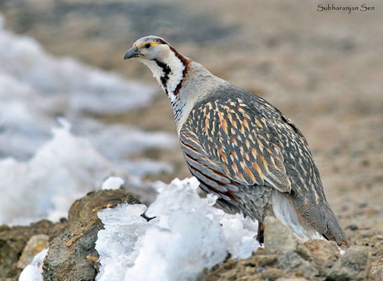 Himalayan Snowcock Plugon