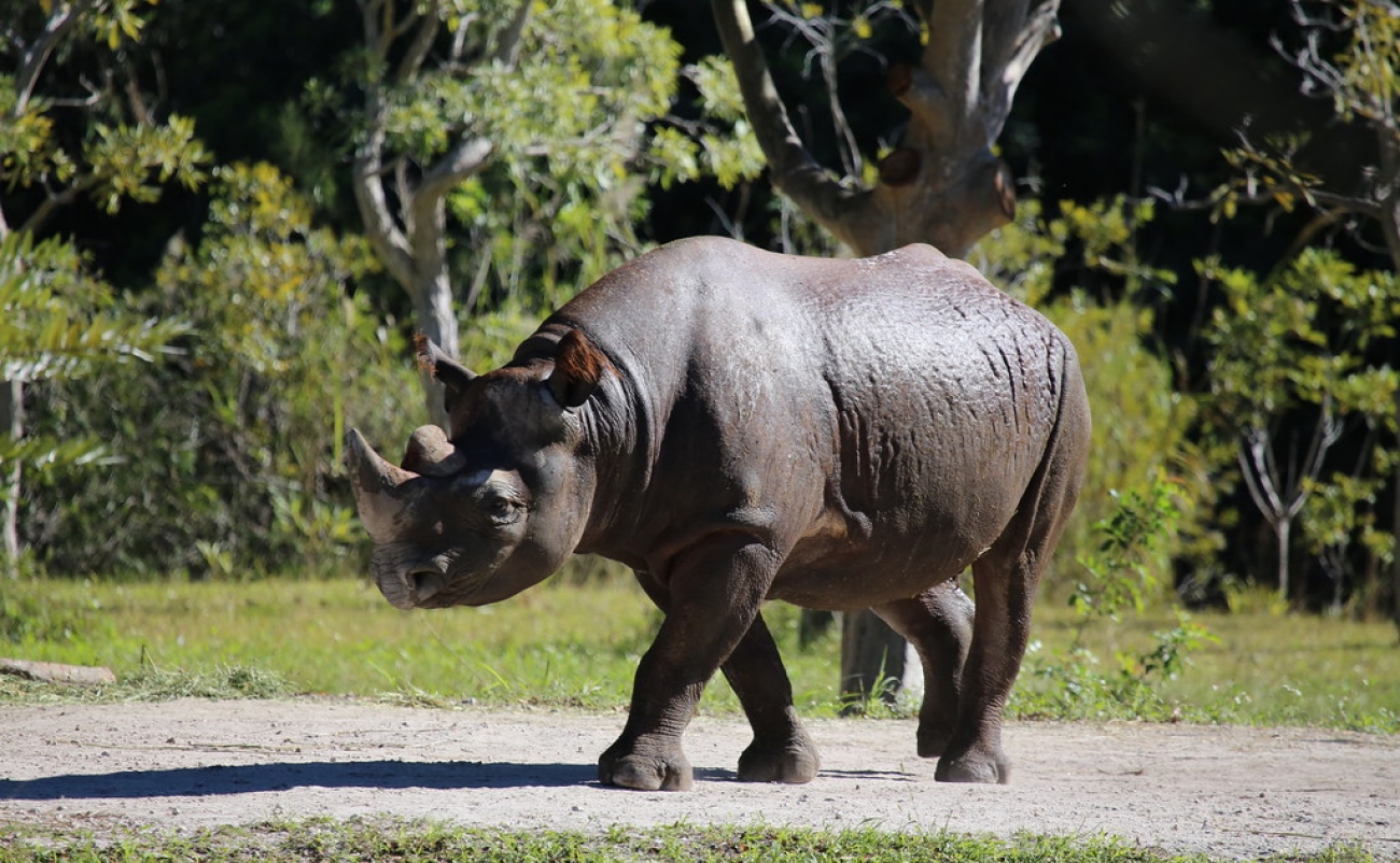 south western black rhinoceros