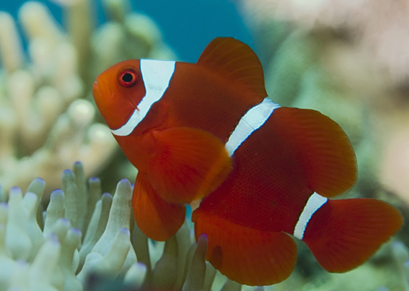 maroon clownfish