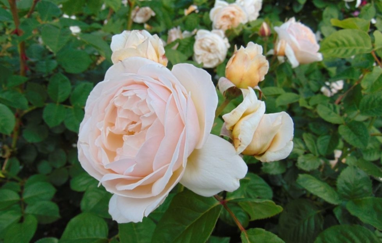 Most Expensive Flower Juliet Rose Plugon