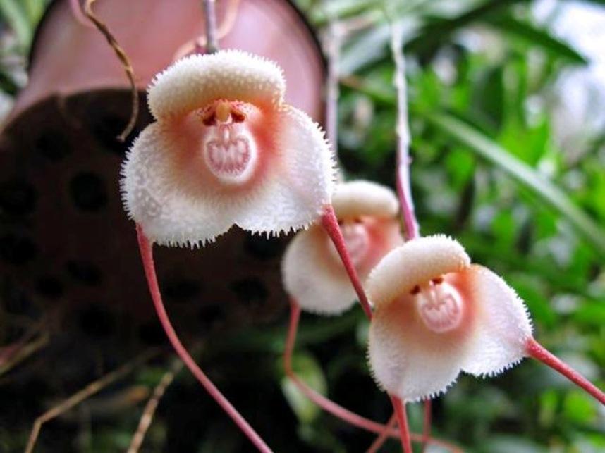 World's Rarest Flowers Plugon