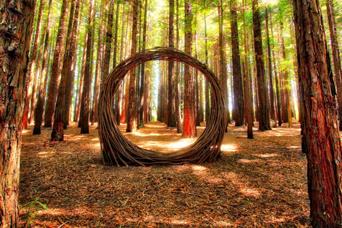 Redwood Forest Tree Art East Warburton Australia